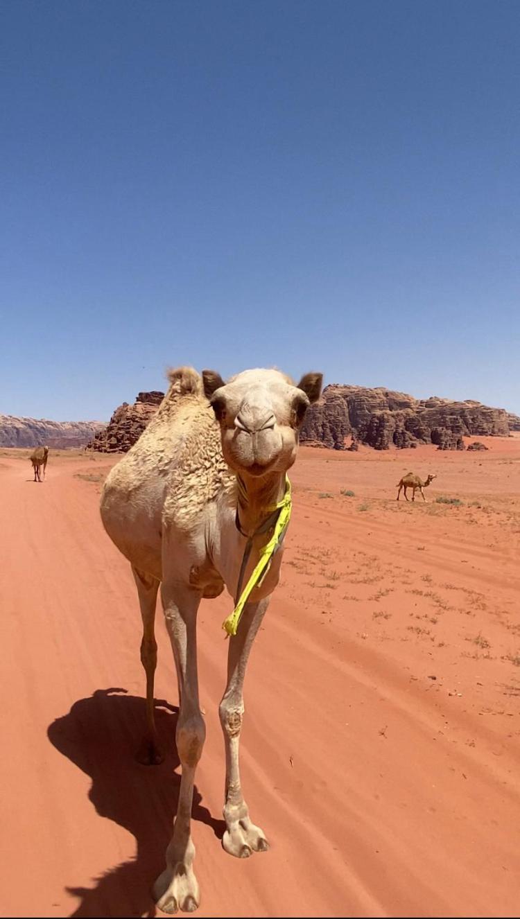 Wadi Rum Bedouin Heart Camp Zewnętrze zdjęcie